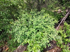 Euphorbia transvaalensis