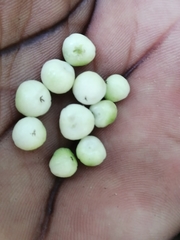 Pseudolachnostylis maprouneifolia