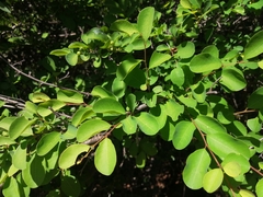 Pseudolachnostylis maprouneifolia