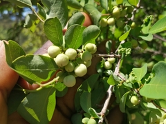 Pseudolachnostylis maprouneifolia