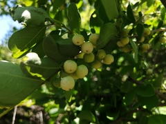 Pseudolachnostylis maprouneifolia