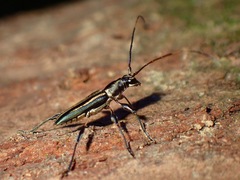 Polyphida fulvitarsis