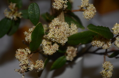 Pomaderris crassifolia