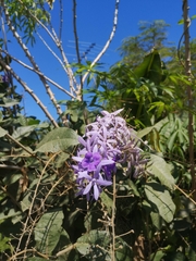 Petrea