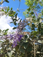 Petrea