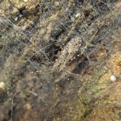 Amphineurus hudsoni