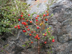 Coprosma cheesemanii