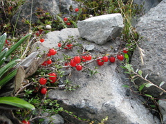 Coprosma cheesemanii