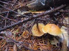 Galerina badipes