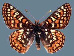 Euphydryas editha lehmani