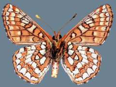 Euphydryas editha lehmani
