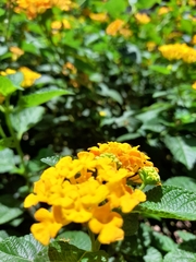 Lantana
