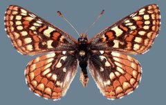 Euphydryas editha lehmani