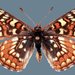 Lehman's Checkerspot - Photo (c) Todd Stout, some rights reserved (CC BY-NC), uploaded by Todd Stout