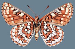 Euphydryas editha lehmani