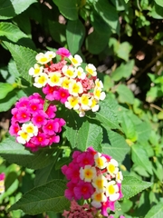 Lantana