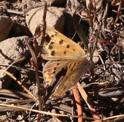 iNaturalist observation photo of Purplish Copper