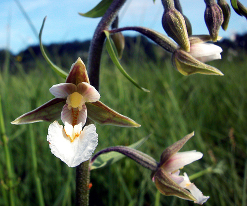Marsh Helleborine