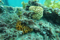 Holopsamma laminaefavosa