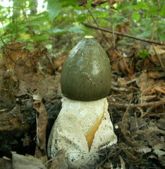 Phallus impudicus togatus