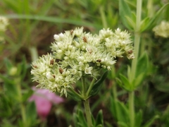 Agathisanthemum bojeri