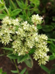 Agathisanthemum bojeri