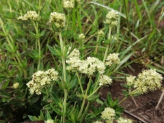 Agathisanthemum bojeri