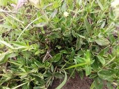 Agathisanthemum bojeri