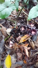 Bdallophytum americanum