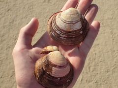Semele decisa