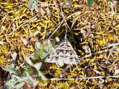 Dichromodes diffusaria