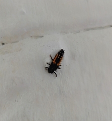 Harmonia axyridis