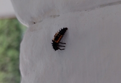 Harmonia axyridis