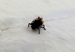 Harmonia axyridis