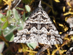 Dichromodes diffusaria