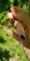 Aristolochia carterae