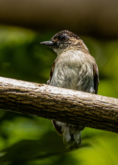 Picumnus granadensis