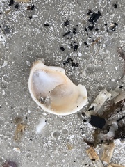 Crepidula fornicata image