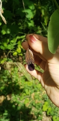 Aristolochia carterae