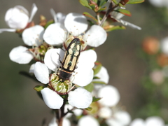 Castiarina parallela