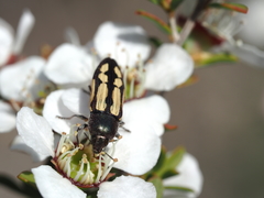 Castiarina parallela