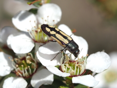 Castiarina parallela