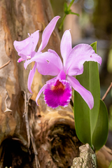 Cattleya trianae