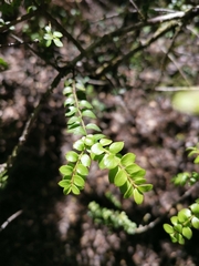 Lepidoceras chilense
