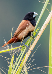 Chestnut Munia photo 4