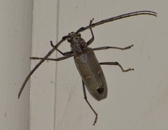 Susuacanga stigmatica