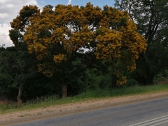 Pterocarpus rotundifolius