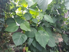 Homalanthus populifolius