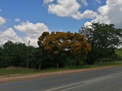 Pterocarpus rotundifolius