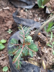 Tribulus cistoides